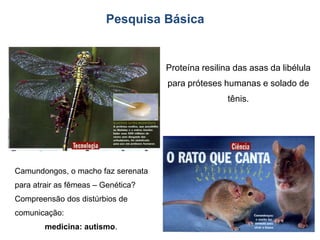 Pesquisa Básica

Proteína resilina das asas da libélula
para próteses humanas e solado de
tênis.

Camundongos, o macho faz serenata
para atrair as fêmeas – Genética?
Compreensão dos distúrbios de

comunicação:
medicina: autismo.

7

 