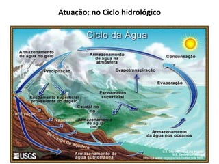 Atuação: no Ciclo hidrológico
 