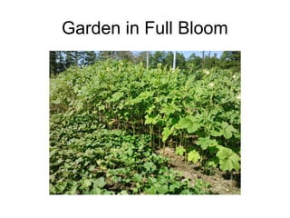 Garden in Full Bloom
 