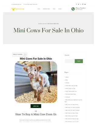 Mini Cows For Sale In Ohio | ORDER NOW