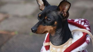 Miniature Pinscher Dog Breed Pictures