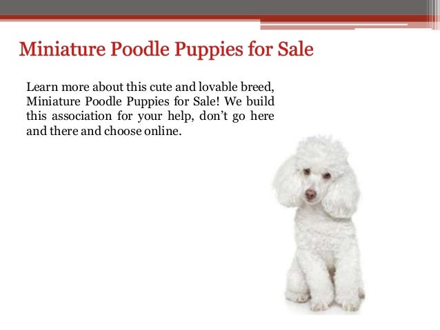 miniature poodle puppies for adoption