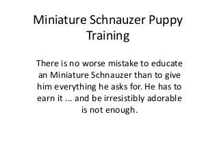 Miniature Schnauzer Puppy
         Training
There is no worse mistake to educate
an Miniature Schnauzer than to give
him everything he asks for. He has to
earn it ... and be irresistibly adorable
             is not enough.
 