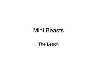 Mini Beasts

 The Leech
 