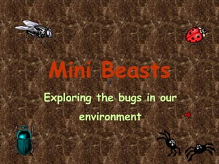 Mini Beasts Exploring the bugs in our   environment 