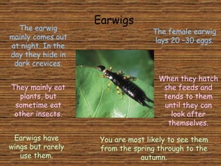Earwigs The earwig mainly comes out at night. In the day they hide in dark crevices. They mainly eat plants, but sometime eat other insects. Earwigs have wings but rarely use them. The female earwig lays 20 –30 eggs. When they hatch she feeds and tends to them until they can look after themselves. You are most likely to see them from the spring through to the autumn. 
