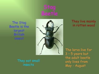 Stag Beetle The Stag Beetle is the largest British insect They live mainly in rotten wood The larva live for 3 – 5 years but the adult beetle only lives from May - August They eat small insects 