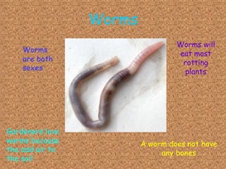 Worms Worms are both sexes Worms will eat most rotting plants Gardeners love worms because the add air to the soil A worm does not have any bones 