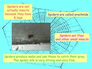 Spiders are not actually insects because they have 8 legs Spiders are called arachnids Spiders produce webs and use these to catch their prey.  The spider silk is very strong and very fine.   Spiders eat flies  and other small insects 