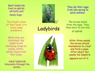 Ladybirds Most ladybirds feed on aphids, whitefly and mealy bugs.   The bright colour of their body is to scare away predators. When they are disturbed, the ladybird will discharge drops of yellow, bitter, smelly liquid from their body. Adult ladybirds hibernate through the winter. They lay their eggs from late spring to early summer. The larvae hatch from the eggs. They then start to eat lots of aphids.   After three weeks the larvae attach themselves to a leaf and form a pupa. After about two weeks the ladybird appears out of it.   Ladybird larvae 