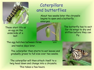 Chrysalis (pupa) Caterpillars and butterflies These start life as an egg on the underside of a  leaf. The egg hatches between three and twelve days later.   The caterpillar then starts to eat leaves and gradually grows to full size over two weeks. The caterpillar will then attach itself to a twig head down and change into a chrysalis. This takes a few hours.   About two weeks later the chrysalis begins to open and a butterfly emerges. The butterfly has to wait for its wings to dry and stiffen before they can fly. 