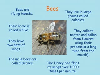 Bees Bees are flying insects.  Their home is called a hive. They have two sets of wings. The male bees are called Drones. They live in large groups called colonies. They collect nectar and pollen from flowers using their proboscis( a long tube from the mouth). The Honey bee flaps its wings over 11000 times per minute. 