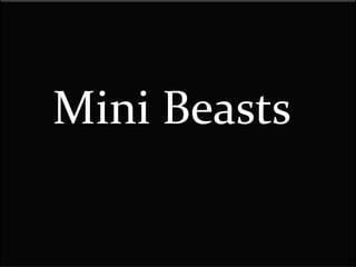 Mini Beasts
 