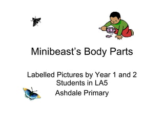 Minibeast’s Body Parts Labelled Pictures by Year 1 and 2 Students in LA5 Ashdale Primary 