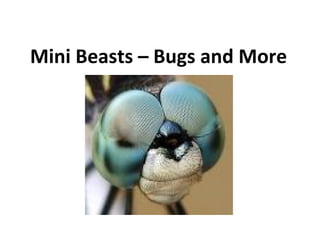 Mini Beasts – Bugs and More 