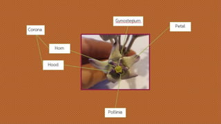 รัก
Pollini
a
Petal
Horn
Hood
Gynoste
giumCoro
na
 