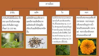 ดาวเรือง
ลาต้นเป็นไม้เนื้ออ่อน ตั้ง
ตรง แตกกิ่งเป็นทรงพุ่ม
แน่น ลาต้นมีความสูง
ตั้งแต่ 30-100 ซม.
ลาต้น
เมล็ดมีลักษณะเรียวยาว
และมีหางเมล็ดมีขอนาด
เมล็ดค่อนขอ้างใหญ่เมื่อ
เทียบกับเมล็ดไม้ดอก
ชนิดอื่น
เมล็ด
ใบเป็นใบประกอบแบบขอนนก
ปลายใบคี่ ออกเรียงตรงขอ้าม
กัน มีใบย่อยประมาณ 11-
17 ใบ ลักษณะขอองใบย่อย
เป็นรูปรี ปลายใบแหลม โคน
ใบสอบ ส่วนขออบใบจักเป็นซี่
ฟัน ใบมีขอนาดกว้างประมาณ
0.5-1.5 เซนติเมตร ยาว
ประมาณ 2.5-5
เซนติเมตร เนื้อใบนิ่ม
ใบ
ดอกเป็นช่อกระจุกเดี่ยวที่
ปลายยอด ดอกวงนอก
กลีบดอกเป็นรูปรางน้า
โคนเป็นหลอดเล็ก ปลาย
แผ่ ดอกวงในกลีบดอก
เป็นหลอดมีหลายสี
ดอก
 