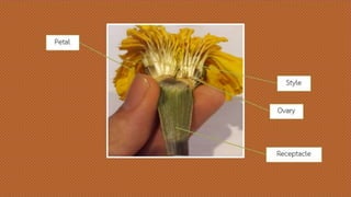 ดาวเรือง
Style
Petal
Ovary
Receptacle
 