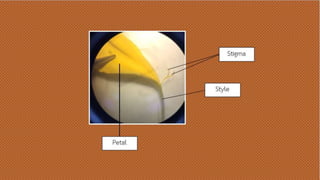 Petal
Stigma
Style
 
