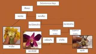 พืชดอก
ดอกช่อ ดอกเดี่ยว
ดอกไม่ครบ
ส่วน
ดอกครบส่วน
Inferior
ovary
เหมือนกัน ต่างกัน
Superior
ovary
ดาวเรือง
ดอกกล้วยไม้ ดอกรัก
Dichotomous
Keys
 