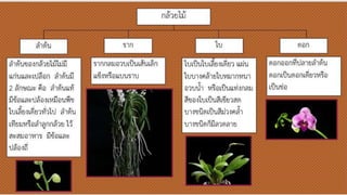 กล้วยไม้
ลาต้นขอองกล้วยไม้ไม่มี
แก่นและเปลือก ลาต้นมี
2 ลักษณะ คือ ลาต้นแท้
มีขอ้อและปล้องเหมือนพืช
ใบเลี้ยงเดี่ยวทั่วไป ลา
ต้นเทียมหรือลาลูกกล้วย
ไว้สะสมอาหาร มีขอ้อและ
ปล้องถี่
ลาต้น
รากกลมอวบเป็นเส้นเล็ก
แขอ็งหรือแบนราบ
ราก
ใบเป็นใบเลี้ยงเดี่ยว แผ่น
ใบบางคล้ายใบหมาก
หนาอวบน้า หรือเป็น
แท่งกลม สีขอองใบเป็นสี
เขอียวสด บางชนิดเป็นสี
ม่วงคล้า บางชนิดก็มี
ลวดลาย
ใบ
ดอกออกที่ปลายลาต้น
ดอกเป็นดอกเดี่ยวหรือ
เป็นช่อ
ดอก
 