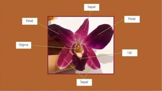 กล้วยไม้
Sepal
Sepal
PetalPetal
Stigm
a Lip
 