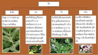 รัก
ต้นสูง 1.5–3 เมตร ทุก
ส่วนมียางขอาวเหมือน
น้านม ตามกิ่งมีขอน
ลาต้น
ผลเป็นฝักคู่ รูปรีปลาย
แหลมกว้าง 3–4
เซนติเมตร ยาว 6–8
เซนติเมตร เมื่อแก่แตก
และปล่อยเมล็ดแบนสี
น้าตาลจานวนมาก ที่มี
ขอนสีขอาวเป็นพู่กระจุกอยู่
ที่ตรงกลางปลายด้าน
หนึ่ง
ผล
ใบเป็นใบเดี่ยวออก
ตรงกันขอ้าม รูปรีแกมขออบ
ขอนาน ปลายแหลมโคน
เว้า กว้าง 6–8
เซนติเมตร ยาว 10–
14 เซนติเมตร เนื้อใบ
หนา ใต้ใบมีขอนนุ่ม ก้าน
สั้น
ใบ
ดอกสีขอาวหรือสีม่วง
ออกเป็นช่อตามซอกใบ
หรือปลายกิ่ง กลีบเลี้ยง
5 กลีบ โคนเชื่อมติดกัน
เมื่อบานเส้นผ่าศูนย์กลาง
2–3 เซนติเมตร มี
รยางค์คล้ายมงกุฎ 5 สัน
มีเกสรตัวผู้ 5 อัน
ดอก
 