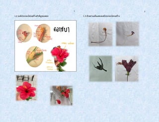 5 6
1.2 องค์ประกอบโครงสร้างสาคัญของดอก 1.3 ตัวอย่างแห้งแสดงองค์ประกอบโครงสร้าง
 