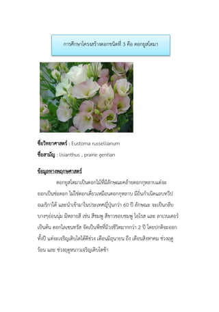 ชื่อวิทยาศาสตร์ : Eustoma russellianum
ชื่อสามัญ : lisianthus , prairie gentian
ข้อมูลทางพฤกษศาสตร์
ดอกยูสโตมาเป็นดอกไม้ที่มีลักษณะคล้ายดอกกุหลาบแต่จะ
ออกเป็นช่อดอก ไม่ใช่ดอกเดี่ยวเหมือนดอกกุหลาบ มีถิ่นกาเนิดแถบทวีป
อเมริกาใต้ และนาเข้ามาในประเทศญี่ปุ่นกว่า 60 ปี ลักษณะ จะเป็นกลีบ
บางๆอ่อนนุ่ม มีหลายสี เช่น สีชมพู สีขาวขอบชมพู โอโรส และ ลาเวนเดอร์
เป็นต้น ดอกไลเซนทรัส จัดเป็นพืชที่มีวงชีวิตมากกว่า 2 ปี โดยปกติจะออก
ทั้งปี แต่จะเจริญเติบโตได้ดีช่วง เดือนมิถุนายน ถึง เดือนสิงหาคม ช่วงฤดู
ร้อน และ ช่วงฤดูหนาวเจริญเติบโตช้า
การศึกษาโครงสร้างดอกชนิดที่ 3 คือ ดอกยูสโตมา
 