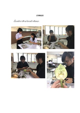 ภาคผนวก
เบื้องหลังการศึกษาโครงสร้างพืชดอก
 