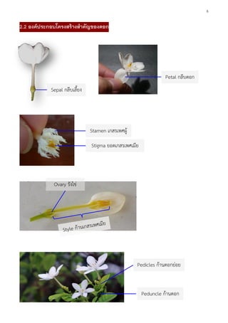 6
2.2 องค์ประกอบโครงสร้างสาคัญของดอก
Sepal กลีบเลี้ยง
Petal กลีบดอก
Stamen เกสรเพศผู้
Stigma ยอดเกสรเพศเมีย
Pedicles ก้านดอกย่อย
Peduncle ก้านดอก
Ovary รังไข่
 