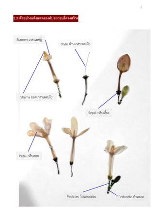 7
2.3 ตัวอย่างแห้งแสดงองค์ประกอบโครงสร้าง
Sepal กลีบเลี้ยง
Style ก้านเกสรเพศเมีย
Stigma ยอดเกสรเพศเมีย
Stamen เกสรเพศผู้
Petal กลีบดอก
Pedicles ก้านดอกย่อย Peduncle ก้านดอก
 