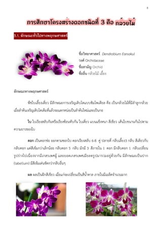 8
3.1. ลักษณะทั่วไปทางพฤกษศาสตร์
ชื่อวิทยาศาสตร์ Dendrobium Earsakul
วงศ์ Orchidaceae
ชื่อสามัญ Orchid
ชื่ออื่น กล้วยไม้ เอื้อง
ลักษณะทางพฤกษศาสตร์
พืชใบเลี้ยงเดี่ยว มีลักษณะการเจริญเติบโตแบบซิมโพเดียล คือ เป็นกล้วยไม้ที่มีลาลูกกล้วย
เมื่อลาต้นเจริญเติบโตเต็มที่แล้วจะแตกหน่อเป็นลาต้นใหม่และเป็นกอ
ใบ ใบเรียงสลับกันหรือเรียงซ้อนทับกัน ใบเดี่ยว แบนแข็งหนา สีเขียว เส้นใบขนานกันไปตาม
ความยาวของใบ
ดอก เป็นดอกช่อ ออกตามซอกใบ ดอกเรียงสลับ 6-8 คู่ ปลายคี่ กลีบเลี้ยง3 กลีบ สีเดียวกับ
กลีบดอก แต่สีเข้มกว่าเล็กน้อย กลีบดอก 5 กลีบ มักมี 3 สีภายใน 1 ดอก มีกลีบดอก 1 กลีบเปลี่ยน
รูปร่างไปเนื่องจากมีเกสรเพศผู้ และยอดเกสรเพศเมียลดรูปมารวมอยู่ด้วยกัน มีลักษณะเป็นปาก
(labellum) มีสีเข้มเด่นชัดกว่ากลีบอื่นๆ
ผล ผลเป็นฝักสีเขียว เมื่อแก่จะเปลี่ยนเป็นสีน้าตาล ภายในมีเมล็ดจานวนมาก
 