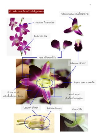 9
3.2. องค์ประกอบโครงสร้างสาคัญของดอก
Pedicles ก้านดอกย่อย
Peduncle ก้าน
ดอก
Ovary รังไข่Pollinia ก้อนเรณูColumn เส้าเกสร
Petal กลีบดอกชั้นใน
Labelum กลีบปาก
Lateral sepal
กลีบเลี้ยงชั้นนอกคู่ล่าง
Dorsal sepal
กลีบเลี้ยงชั้นนอกกลีบบน
Stigma ยอดเกสรเพศเมีย
Petaloid calyx กลีบเลี้ยงสวยงาม
 