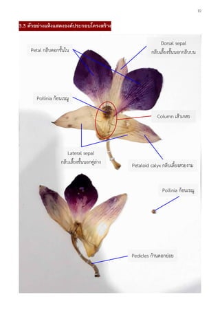 10
3.3 ตัวอย่างแห้งแสดงองค์ประกอบโครงสร้าง
Petaloid calyx กลีบเลี้ยงสวยงาม
Dorsal sepal
กลีบเลี้ยงชั้นนอกกลีบบน
Lateral sepal
กลีบเลี้ยงชั้นนอกคู่ล่าง
Petal กลีบดอกชั้นใน
Pollinia ก้อนเรณู
Pedicles ก้านดอกย่อย
Column เส้าเกสร
Pollinia ก้อนเรณู
 