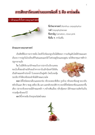 1
1.1 ลักษณะทั่วไปทางพฤกษศาสตร์
ชื่อวิทยาศาสตร์ Dianthus caryophyllus
วงศ์ Caryophyllaceae
ชื่อสามัญ Carnation, clove pink
ชื่ออื่น ๆ คาร์เนชั่น
ลักษณะทางพฤกษศาสตร์
เป็นพืชที่ต้องการอากาศเย็น โดยทั่วไปนิยมปลูกเป็นไม้ตัดดอก การเจริญเติบโตมีลักษณะแตก
เป็นกอ การปลูกในโรงเรือนที่กันฝนและแมลงได้ ในช่วงฤดูร้อนและฤดูฝน จะให้ดอกคุณภาพดีกว่า
ปลูกกลางแจ้ง
ใบ ใบมีสีเขียวแก่ลักษณะใบยาวปลายใบเรียวแหลม
ขอบใบทั้งสองมักจะโค้งงอเข้าหากลางใบเล็กน้อยทาให้เห็น
เป็นลักษณะคล้ายร่องน้า ใบจะออกเป็นคู่สลับ โดยใบจะหุ้ม
รอบข้อ ทาให้ตรงข้อของลาต้นมีลักษณะบวมโต
ดอก มีทั้งชนิดดอกเดี่ยวและดอกช่อ กลีบรองดอกสีเขียว รูปถ้วย กลีบดอกซ้อนฟู ขอบกลีบ
หยักเป็นแฉก สีขาว ชมพู เหลือง ส้ม แดง และขลิบขอบสีต่างๆ ดอกมีทั้งชนิดดอกซ้อนและดอกชั้น
เดียว ปลายกลีบดอกจะมีลักษณะหยัก ๆ คล้ายฟันเลื่อย กลีบหุ้มดอก มีลักษณะรวมติดกันเป็น
กรวยหุ้มกลีบดอกไว้
ผล สีน้าตาลเข้ม ผิวขรุขระไม่สม่าเสมอ
 
