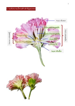 2
1.2 องค์ประกอบโครงสร้างสาคัญของดอก
Petal กลีบดอก
Pistilเกสรเพศเมีย
Ovules ไข่
Sepal กลีบเลี้ยง
Stigma ยอดเกสรเพศเมีย
Style ก้านเกสรเพศเมีย
Ovary รังไข่
Filament ก้านเกสรเพศผู้
Anther อับเรณู
Stamenเกสรเพศผู้
 
