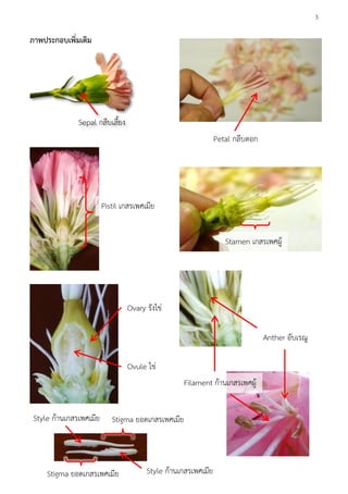 3
ภาพประกอบเพิ่มเติม
Pistil เกสรเพศเมีย
Sepal กลีบเลี้ยง
Ovary รังไข่
Ovule ไข่
Stamen เกสรเพศผู้
Petal กลีบดอก
Filament ก้านเกสรเพศผู้
Anther อับเรณู
Stigma ยอดเกสรเพศเมีย
Style ก้านเกสรเพศเมียStigma ยอดเกสรเพศเมีย
Style ก้านเกสรเพศเมีย
 