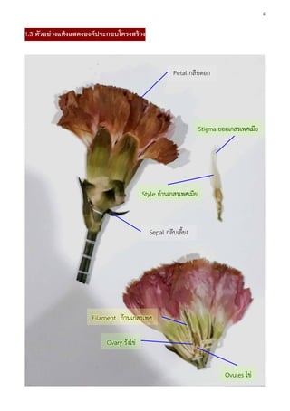 4
1.3 ตัวอย่างแห้งแสดงองค์ประกอบโครงสร้าง
Petal กลีบดอก
Sepal กลีบเลี้ยง
Stigma ยอดเกสรเพศเมีย
Style ก้านเกสรเพศเมีย
Ovary รังไข่
Ovules ไข่
Filament ก้านเกสรเพศ
 