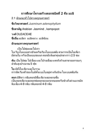 8
การศึกษาโครงสร้างดอกชนิดที่ 2 คือ มะลิ
2.1 ลักษณะทั่วไปทางพฤกษศาสตร์
ชื่อวิทยาศาสตร์ Jusminum adenophyllum
ชื่อสามัญ Arabian Jasmind , kampopot
วงศ์ OLEACEAE
ชื่ออื่น มะลิลา มะลิหลวง มะลิซ้อน
ลักษณะทางพฤกษศาสตร์
เป็ นไม้พุ่มและไม้เถา
ใบเรียงใบแบบตรงข้ามหรือเรียงใบแบบสลับ สามารถเป็ นใบเดี่ยว
มีสามใบ หรือเป็ นแบบขนนก ดอกมีเส้นผ่าศูนย์กลางราว 2.5 ซม
ต้น เป็ นไม้พุ่ม ไม้เลื้อย และไม้รอเลื้อย แตกกิ่งก้านสาขาออกรอบๆ
ลาต้นสูงประมาณ 5 ฟุต
ใบ มีทั้งใบเดี่ยวและใบรวม
การจัดเรียงตัวของใบมีทั้งแบบใบอยู่ตรงกันข้าม ใบแบบสลับกัน
ดอก มีสีขาว กลีบดอกมีชั้นเดียวและหลายชั้น
เป็ นดอกเดี่ยวและดอกช่อดอกจะออกจากยอดหรือข้างกิ่งส่วนมากมีก
ลีบเลี้ยง 4-9 กลีบ กลีบดอกมี 4-9 กลีบ
 