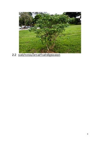 9
2.2 องค์ประกอบโครงสร้างสาคัญของดอก
 