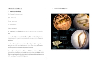 การศึกษาโครงสร้างดอกชนิดที่1 คือ บัว
1.1 ลักษณะทั่วไปทางพฤกษศาสตร์
ชื่อทางวิทยาศาสตร์ : Nelumbo nucifera
ชื่ออื่น : บัวหลวง , ปทุม
ชื่อสามัญ : Sacred Lotus
วงศ์ : NYMPHAEACEAE
ลักษณะทางพฤกษศาสตร์
ต้น : เป็นพืชน้ำล้มลุก ลักษณะลำต้นมีทั้งที่เป็นเหง้า (Rhizome) ไหล (Stolon) หน่อ (Sprout) และหัว
(Bulb)
ใบ : เป็นใบเดี่ยวเจริญขึ้นจากลำต้น โดยมีก้านใบส่งขึ้นมาเจริญที่ใต้น้ำ ผิวน้ำหรือเหนือน้ำ รูปร่างของใบ
ส่วนใหญ่กลมมีหลายแบบ ฐานใบแยกกางออกตรงจุดต่อของใบ และก้านใบ (Cordate) บางชนิดมีก้านใบ
ติดอยู่ที่หลังใบ
ดอก : เป็นดอกเดี่ยวสมบูรณ์เพศ ก้านดอกยาวมีหนามเหมือนก้านใบ ชูดอกเหนือน้ำ และชูสูงกว่าใบ
เล็กน้อย กลีบเลี้ยง 4-5 กลีบ สีขาวอมเขียวหรือสีเทาชมพู ร่วงง่าย กลีบดอก (Petal) มีทั้งชนิดกลีบซ้อน
และไม่ซ้อน ดอกตูมเป็นรูปกรวยแหลม ดอกมีสีสันแตกต่างกัน แล้วแต่ชนิด
ฝัก/ผล : ตรงใจกลางดอกมีรูปร่างคล้ายกรวย สีเหลืองนวล หรือที่เรียกกันว่า ฝักบัว พอแก่จะมีสีเขียว รอบ
รูปกรวยที่มีไข่ฝังอยู่ มีเกสรตัวผู้ลักษณะเป็นเส้นสีเหลือง ล้อมรอบอยู่มากมาย เปลือกเมล็กสีเขียว ภายในมี
เนื้อสีขาวนวล รสหวานมัน ตรงกลางที่ฝาเมล็ดบัวประกบกัน จะมีดีบัวสีเขียวเข้ม มีขนาดเล็กอยู่ตรงกลาง (ดี
บัว คือ ต้นอ่อนเป็นส่วนที่จะงอกไปเป็นต้นใหม่ อยู่ในเมล็ด)
1.2 องค์ประกอบโครงสร้างสำคัญของดอก
 