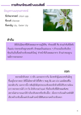 การศึกษาโครงสร้างของลิลลี่
ดอกจะมีกลีบดอก 6 กลีบ แยกออกจากกัน มีเกสรตัวผู้และเกสรตัวเมียชู
ขึ้นอยู่ใจกลางดอก ลิลี่นั้นมีหลายสี มีทั้งสีขาว ชมพู ส้ม แดง ม่วง และมีสองสีใน
ดอกเดียวกัน นอกจากนี้บางพันธุ์ยังมีจุดประบนกลีบดอกอีกด้วยซึ่งได้รับความนิยม
มาก ดอกจะบานได้ 2-4 วัน มีกลีบรวม(Tepal) ซึ่งเป็นกลีบที่มีลักษณะพิเศษ
เพราะไม่สามารถแยกได้ว่าเป็นกลีบดอกหรือกลีบเลี้ยง เนื่องจากบริเวณด้านหลังมีสี
เขียวคล้ายกลีบเลี้ยงแต่บริเวณด้านหน้ามีสีสันสวยงามคล้ายกลีบดอก
การศึกษาโครงสร้างของลิลลี่
ชื่อวิทยาศาสตร์ Lilium spp.
ชื่อวงศ์ Liliaceae
ชื่อสามัญ Lily, Easter Lily
ลาต้น
ลิลี่เป็นไม้ดอกที่มีหัวสะสมอาหารอยู่ใต้ดิน หัวของลิลี่ คือ ส่วนลาต้นที่อัดตัว
กันแน่น ประกอบด้วยฐานของหัว ลักษณะเป็นแผ่นแบน ๆ ด้านบนเป็นกลีบเรียง
ซ้อนกันเป็นชั้นคล้ายกลีบหอมหัวใหญ่ ทาหน้าที่เก็บสะสมอาหาร ด้านล่างของฐาน
จะมีรากงอกออกมา
ดอก
ข้อมูลทางพฤกษศาสตร์
8
 