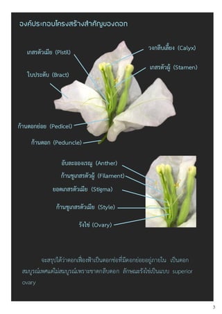 ใบประดับ (Bract)
วงกลีบเลี้ยง (Calyx)
เกสรตัวผู้ (Stamen)
เกสรตัวเมีย (Pistil)
จะสรุปได้ว่าดอกเฟื่องฟ้าเป็นดอกช่อที่มีดอกย่อยอยู่ภายใน เป็นดอก
สมบูรณ์เพศแต่ไม่สมบูรณ์เพราะขาดกลีบดอก ลักษณะรังไข่เป็นแบบ superior
ovary
ยอดเกสรตัวเมีย (Stigma)
อับละอองเรณู (Anther)
รังไข่ (Ovary)
องค์ประกอบโครงสร้างสาคัญของดอก
3
ก้านชูเกสรตัวผู้ (Filament)
ก้านชูเกสรตัวเมีย (Style)
ก้านดอก (Peduncle)
ก้านดอกย่อย (Pedicel)
 