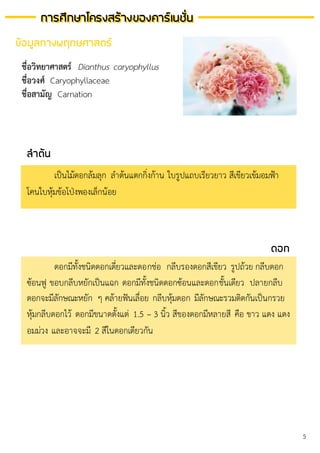 การศึกษาโครงสร้างของคาร์เนชั่น
เป็นไม้ดอกล้มลุก ลาต้นแตกกิ่งก้าน ใบรูปแถบเรียวยาว สีเขียวเข้มอมฟ้า
โคนใบหุ้มข้อโป่งพองเล็กน้อย
การศึกษาโครงสร้างของคาร์เนชั่น
ชื่อวิทยาศาสตร์ Dianthus caryophyllus
ชื่อวงศ์ Caryophyllaceae
ชื่อสามัญ Carnation
ดอกมีทั้งชนิดดอกเดี่ยวและดอกช่อ กลีบรองดอกสีเขียว รูปถ้วย กลีบดอก
ซ้อนฟู ขอบกลีบหยักเป็นแฉก ดอกมีทั้งชนิดดอกซ้อนและดอกชั้นเดียว ปลายกลีบ
ดอกจะมีลักษณะหยัก ๆ คล้ายฟันเลื่อย กลีบหุ้มดอก มีลักษณะรวมติดกันเป็นกรวย
หุ้มกลีบดอกไว้ ดอกมีขนาดตั้งแต่ 1.5 – 3 นิ้ว สีของดอกมีหลายสี คือ ขาว แดง แดง
อมม่วง และอาจจะมี 2 สีในดอกเดียวกัน
ลาต้น
ดอก
ข้อมูลทางพฤกษศาสตร์
5
 