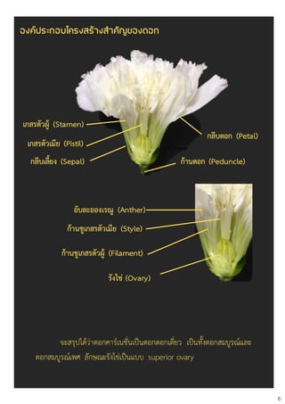 กลีบเลี้ยง (Sepal)
กลีบดอก (Petal)
เกสรตัวเมีย (Pistil)
ก้านชูเกสรตัวผู้ (Filament)
รังไข่ (Ovary)
อับละอองเรณู (Anther)
จะสรุปได้ว่าดอกคาร์เนชั่นเป็นดอกดอกเดี่ยว เป็นทั้งดอกสมบูรณ์และ
ดอกสมบูรณ์เพศ ลักษณะรังไข่เป็นแบบ superior ovary
องค์ประกอบโครงสร้างสาคัญของดอก
6
ก้านชูเกสรตัวเมีย (Style)
เกสรตัวผู้ (Stamen)
ก้านดอก (Peduncle)
 