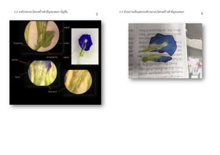 2.2 องค์ประกอบโครงสร้างสาคัญของดอก อัญชัน 2.3 ตัวอย่างแห้งแสดงองค์ประกอบโครงสร้างสาคัญของดอก
5 6
 