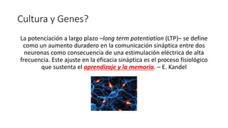 Cultura y Genes?
La potenciación a largo plazo –long term potentiation (LTP)– se define
como un aumento duradero en la comunicación sináptica entre dos
neuronas como consecuencia de una estimulación eléctrica de alta
frecuencia. Este ajuste en la eficacia sináptica es el proceso fisiológico
que sustenta el aprendizaje y la memoria. – E. Kandel
 