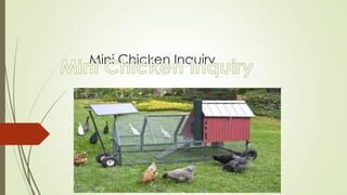 Mini Chicken Inquiry
 
