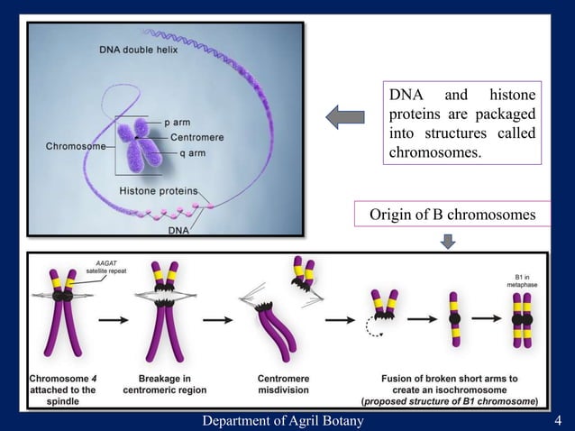 Minichromosome technology